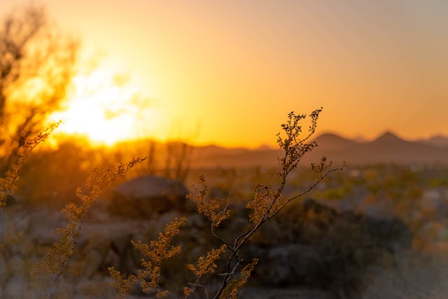 macro-photography-of-yellow-flowers-during-sunset