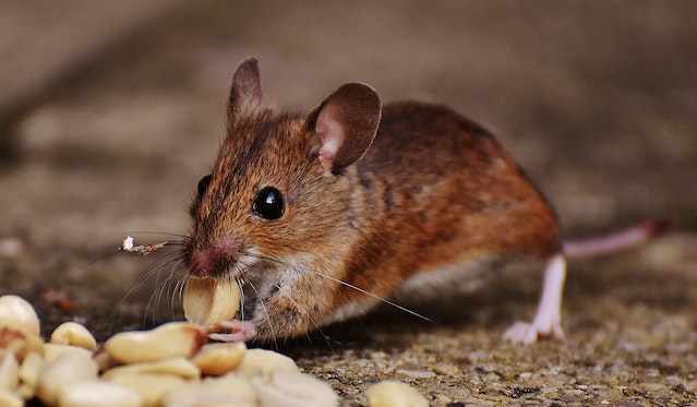 little brown mouse eating